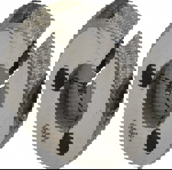 Threaded Ring Gage: M2.5 x 0.45 Thread, Metric, Class 6G, Go & No Go